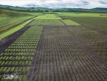 Palouse-DJI_0054-Edit