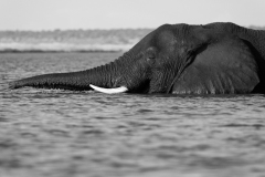 Chobe-_DSF7983-Edit