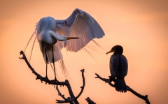 27045340361_de8a5615c7_o