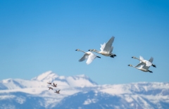 51113911176_33a471a876_o