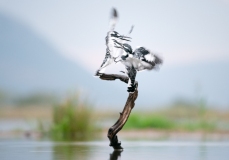 51246721471_202b914f36_o