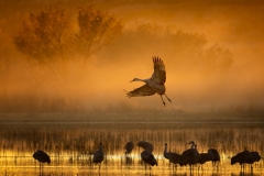 51762546024_53910f48a0_o