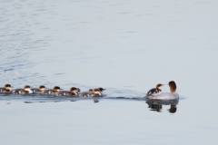 53099684392_7f990502b5_o