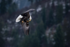 53405224307_0d8e29a141_o