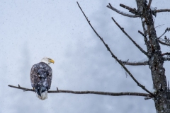 53406471879_f89b389668_o