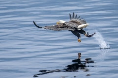 53406471884_0b61a627b6_o