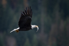 53406586275_8843747cbd_o