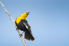 A1_9667-Enhanced-NR-Edit