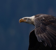 A1_8119-ARW_DxO_DeepPRIMEXD-Edit-copy A1_8119-ARW_DxO_DeepPRIMEXD-Edit-copy