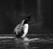 A1_8154-Edit