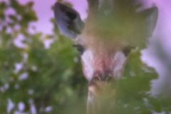 Chobe-DSF4913-Edit-3