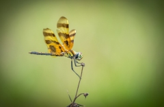 27209480306_71731a1365_o