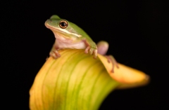 32039598644_4d0a5b2e32_o