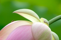 48308892921_1f58d9902b_o