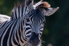 Chobe-_DSF7657-Edit-2