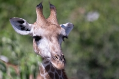 Chobe-_DSF9073-Edit-2