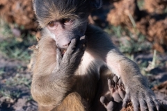 Chobe-_DSF9880-Edit-2