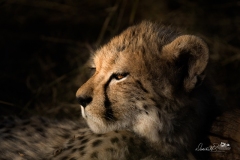 A1_2421-Edit-2