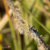 A7R7106-Edit