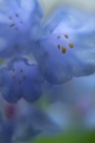 Bluebells-_DSF8063-Edit