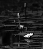 Chobe-DSF5117-Edit-Edit-2