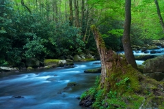 Great Smoky Mtns _DSC4379.tiff 2012-04-14