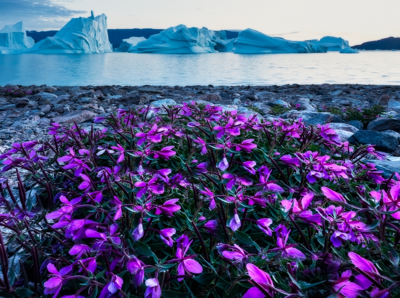 Greenland-_DSF0422-Edit