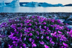 Greenland-_DSF0422-Edit