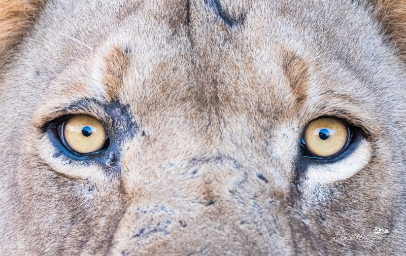 Chobe-_DSF1448-Edit-6