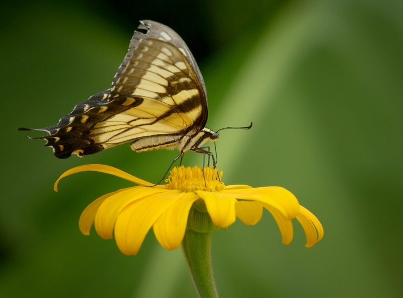 Monarch-butterfly-feeding