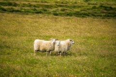 _DSF7620-2-Edit