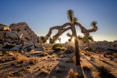 52500085559_746bfb4439_o