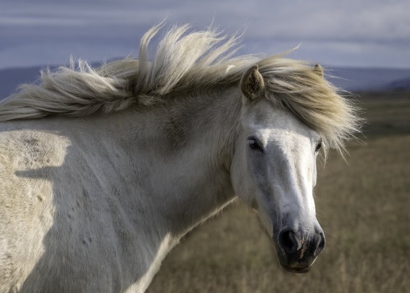 Iceland-_H1R7806-Edit