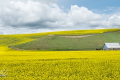 Palouse-_DSF7109-2-Edit