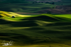 Palouse-_XT25898-Edit