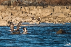 Conowingo-_DSF8912-Edit
