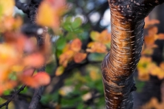Patagonia-_DSF8588-2