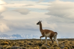 Patagonia-_DSF9327-2