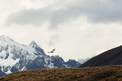 Patagonia-_DSF9453-2