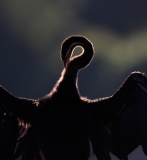 Chobe-DSF5488-Edit