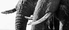 Chobe-_DSF6765-Edit Chobe-_DSF6765-Edit