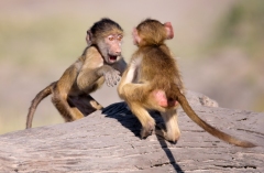 48120824617_fe2b4aef83_o