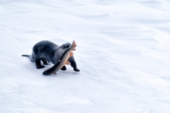 51955409682_ac4c5513c9_o