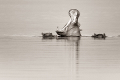 52135194972_3deb1eb799_o