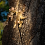 52136456879_15fc9166e3_o