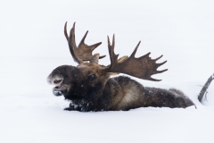 52663436014_04f98cb45d_o