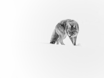 52663587890_b2c73c9cbd_o