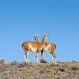 52887116243_fe67c52d02_o