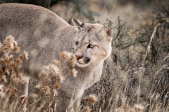 52952762731_85012db644_o