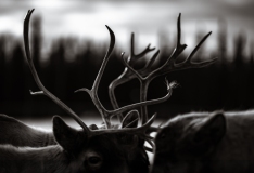 53708630507_fef6332e77_o